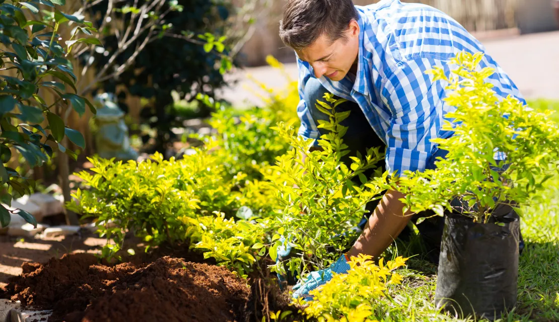 Shrub or Three planting services
