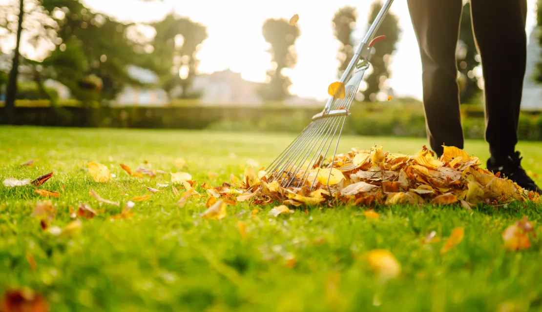 Spring clean up service